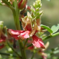 Indigofera wightii Graham ex Wight & Arn.